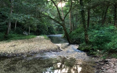 river in the forest 